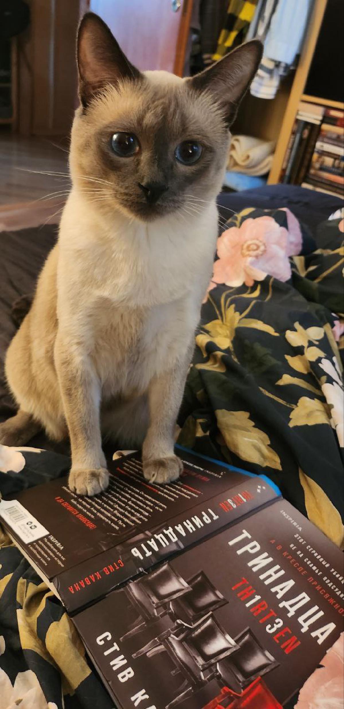 Featured image of post Читаем 😼