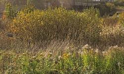 Featured image of post 4️⃣ Рускеальский экспресс - регулярный пассажирский поезд, курсирующий на паровой тяге.