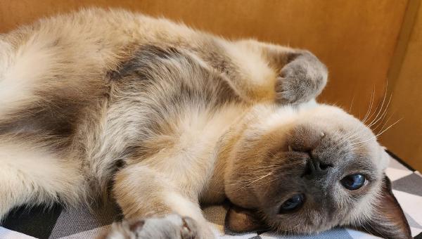 Featured image of post Дайте мне книгу, и я переверну мир 😼