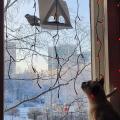 Синицы все в пуховички оделись 🥰 стали кругленькие, взъерошенные, с начёсом 😁