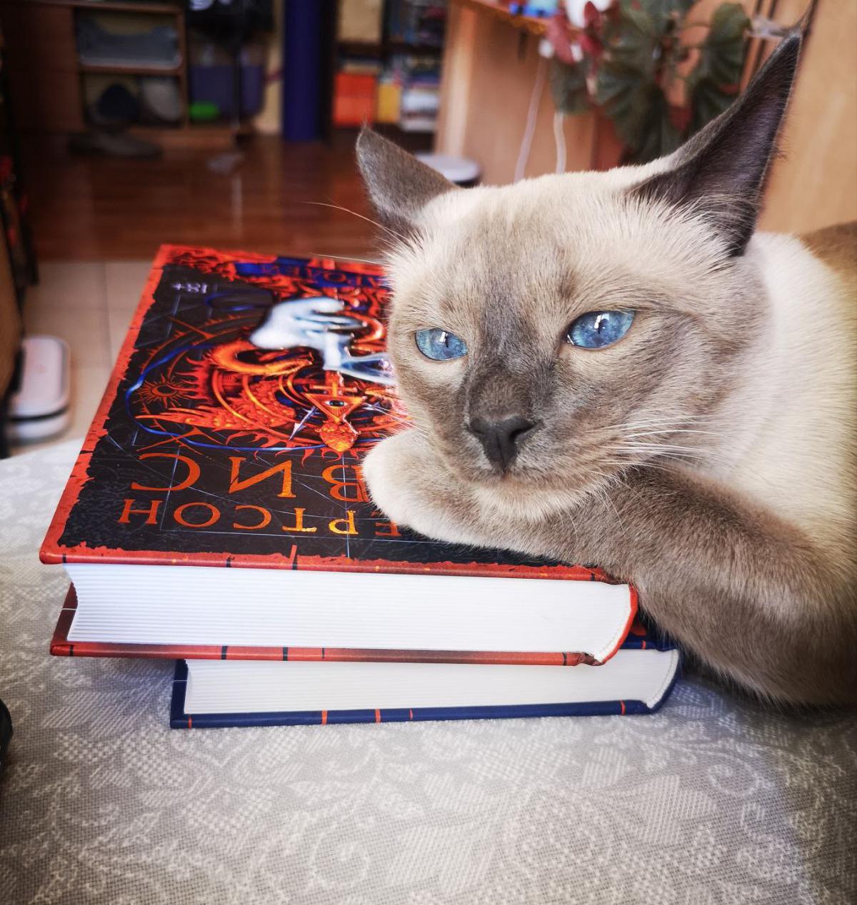 Featured image of post Ну, когда уже книги будешь показывать? 😼 #чточитаетКот