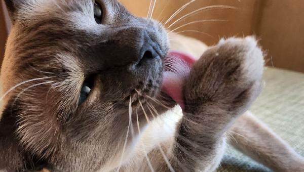 Featured image of post Фсем чмяуф 😽