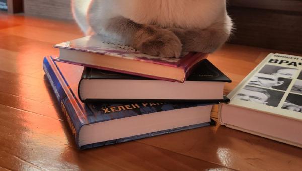 Featured image of post А она опять всё от вас  спрятала 😼, да-да. #котовыезаметки