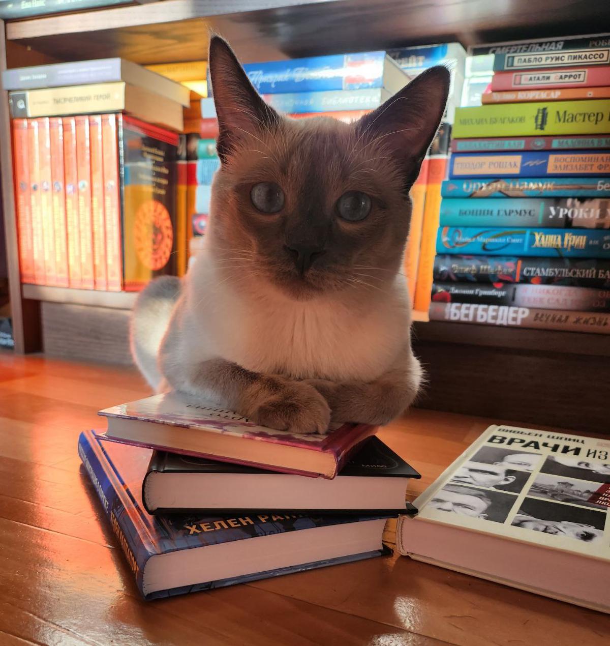Featured image of post А она опять всё от вас спрятала 😼, да-да. #котовыезаметки