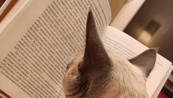 Featured image of post Котий боХ, опять завумь читает 🥱 Сама читает, самой непонятно 😼