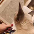 Котий боХ, опять завумь читает 🥱 Сама читает, самой непонятно 😼