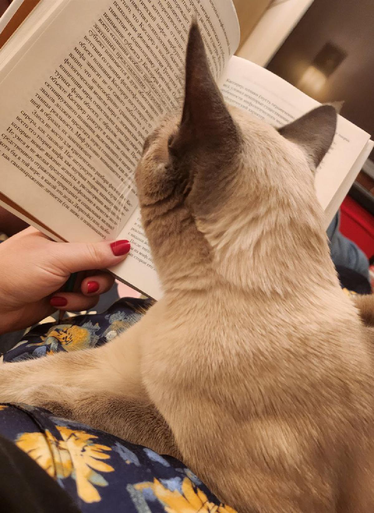 Featured image of post Котий боХ, опять завумь читает 🥱 Сама читает, самой непонятно 😼