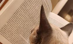 Featured image of post Котий боХ, опять завумь читает 🥱 Сама читает, самой непонятно 😼