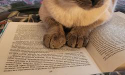 Featured image of post Читаем Ауэл \