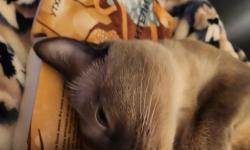 Featured image of post #Мелкий #кот