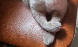 Featured image of post А этому коточитателю сегодня 6 лет! 🥳🥳🥳
