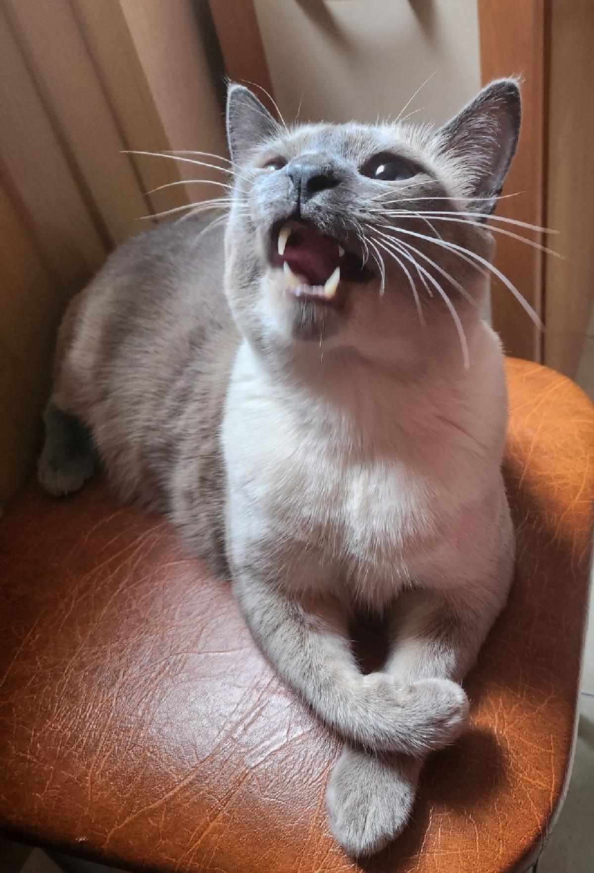 Featured image of post А этому коточитателю сегодня 6 лет! 🥳🥳🥳