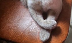 Featured image of post А этому коточитателю сегодня 6 лет! 🥳🥳🥳